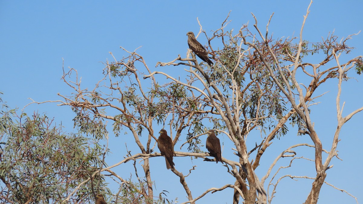 Black Kite - Jo Culican