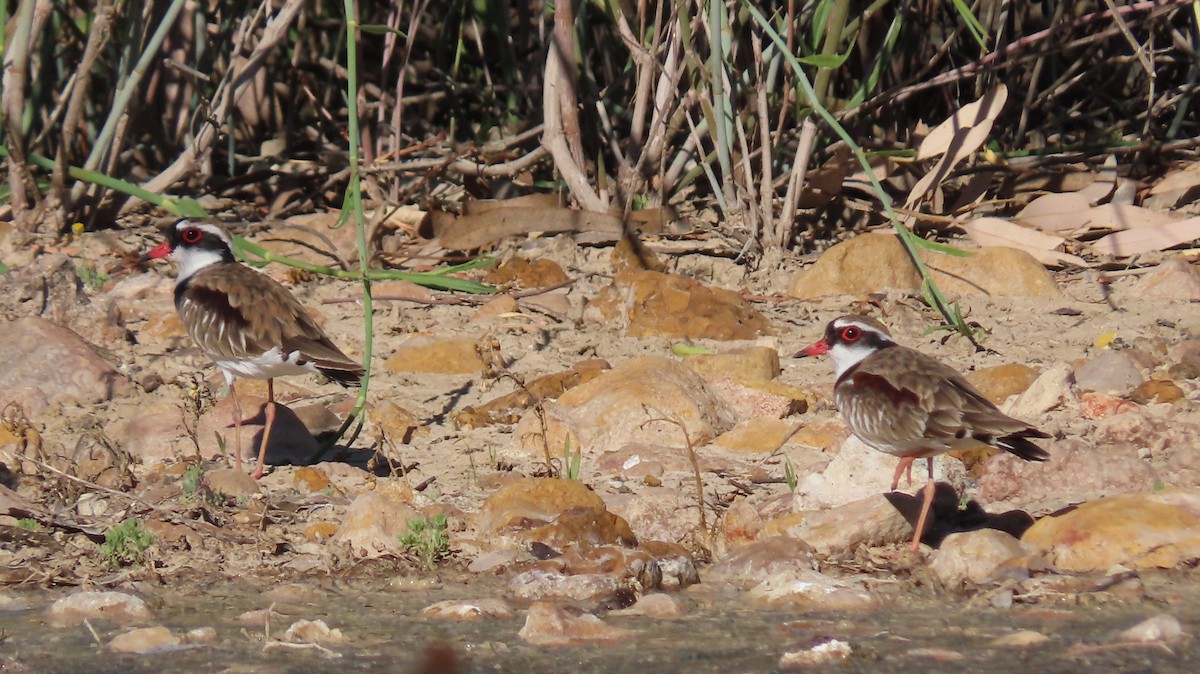 Black-fronted Dotterel - ML369590741