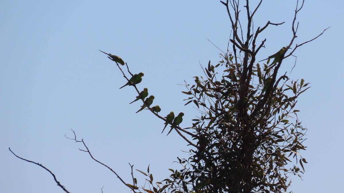 Budgerigar - Jo Culican