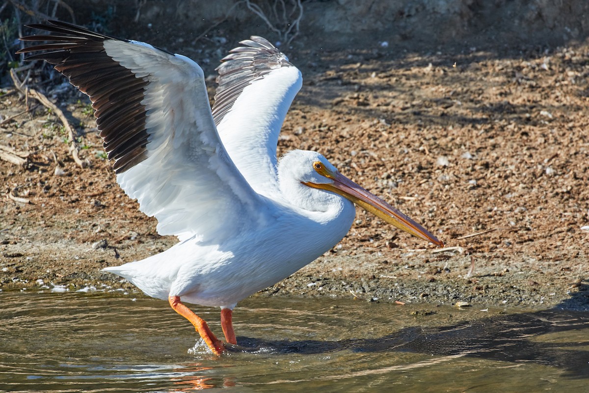 American White Pelican - ML36959211