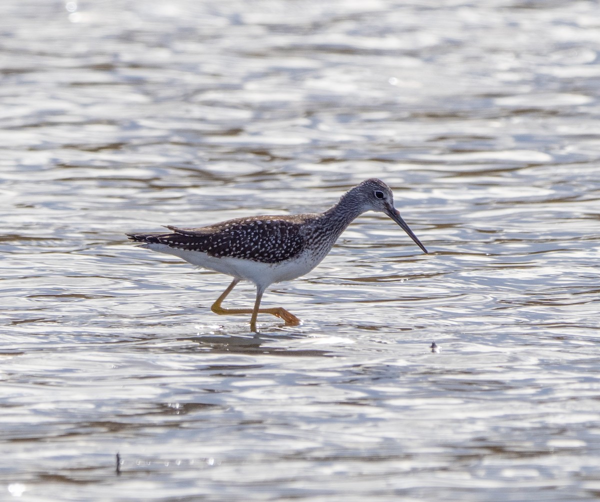 Greater Yellowlegs - ML369594891