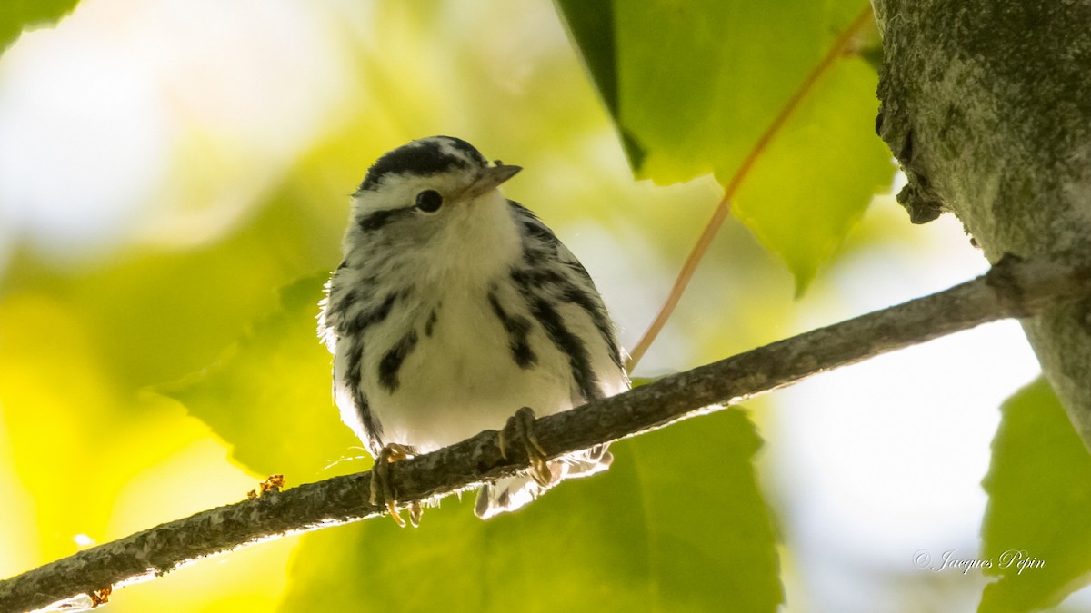 Black-and-white Warbler - ML369595191