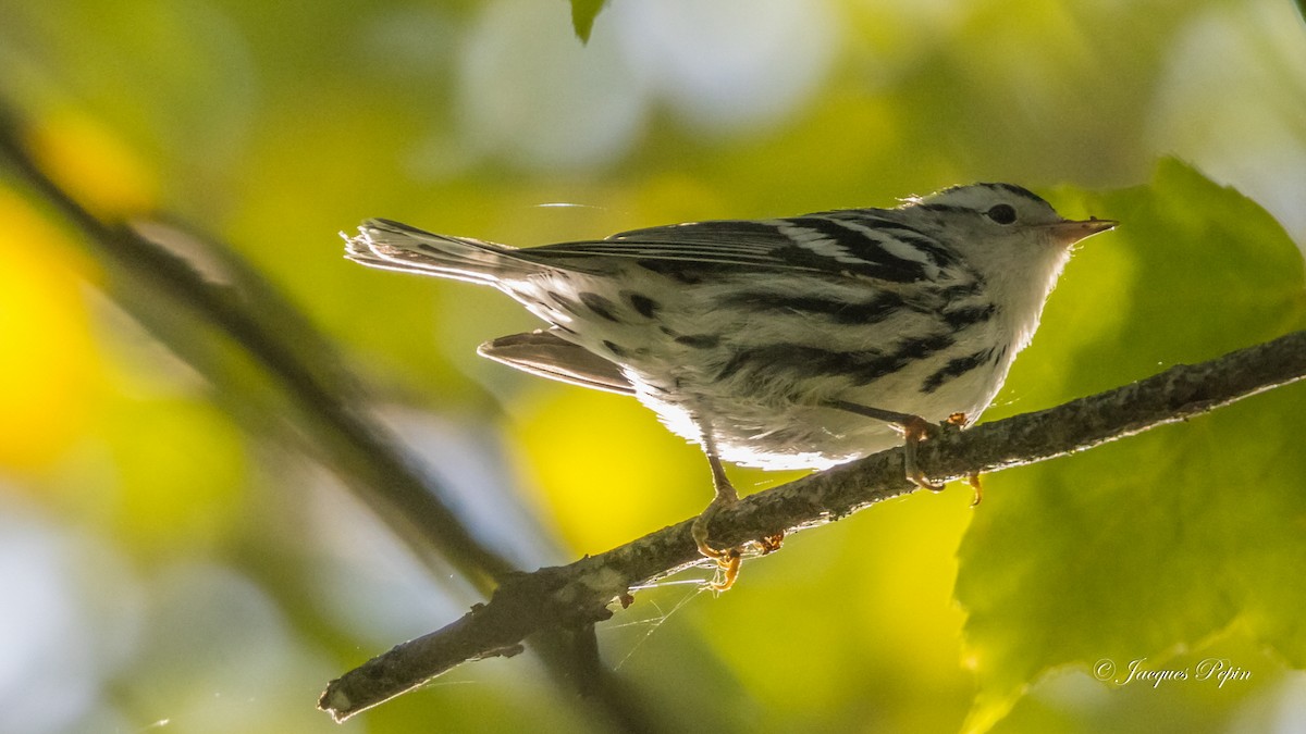 Black-and-white Warbler - ML369595201