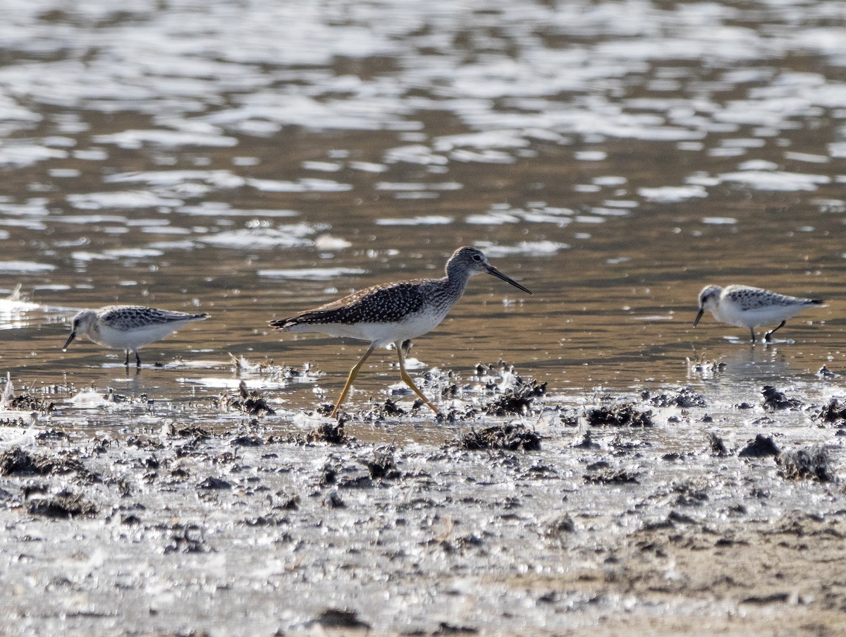 Greater Yellowlegs - ML369596041