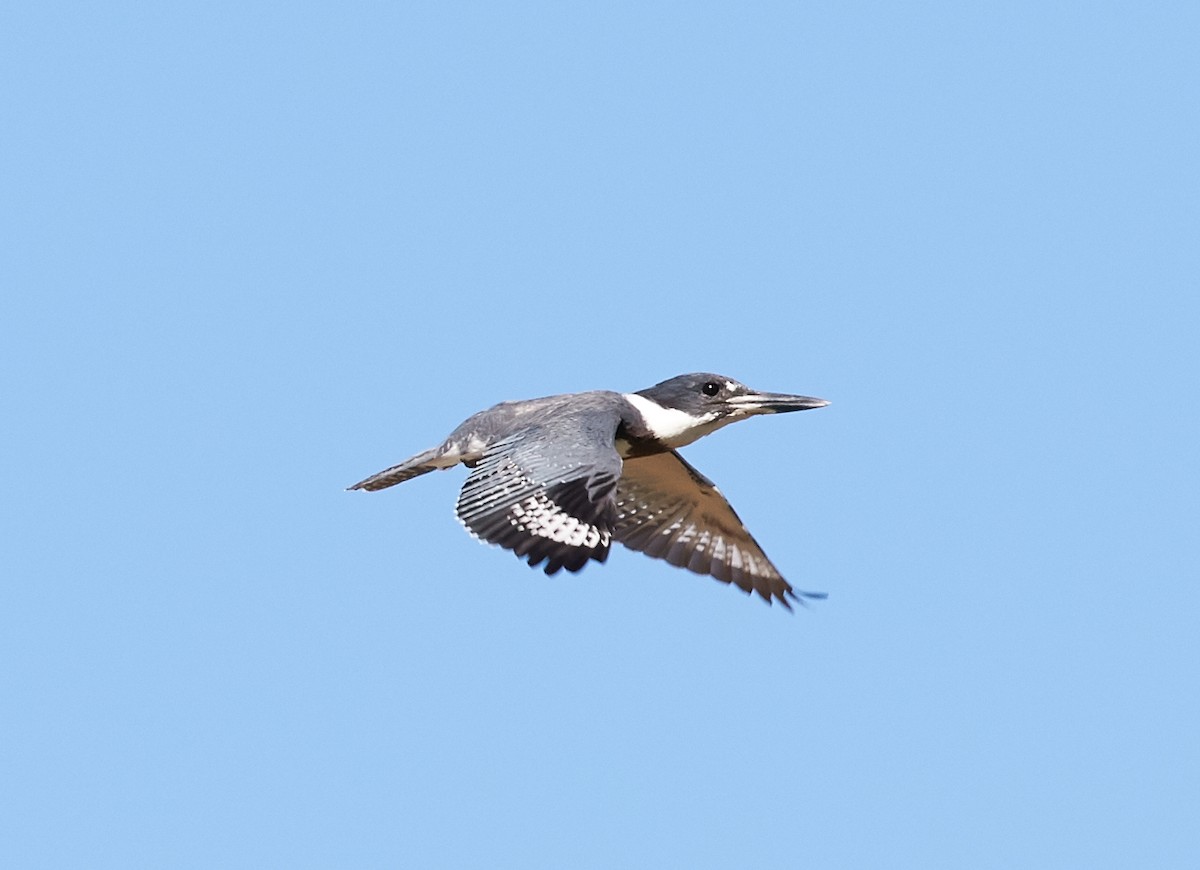 Martin-pêcheur d'Amérique - ML36959711