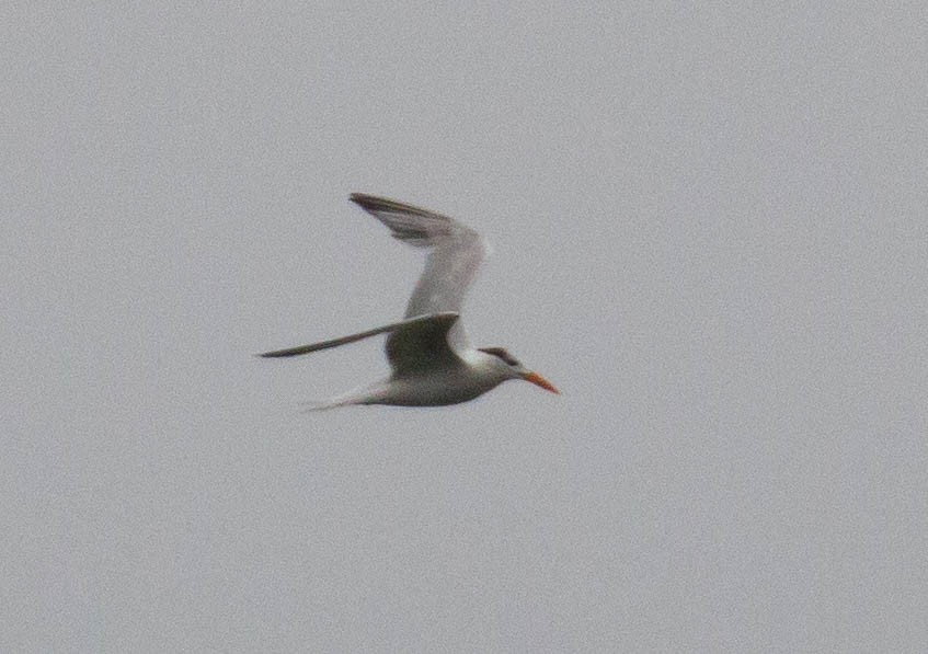 Royal Tern - ML369598871