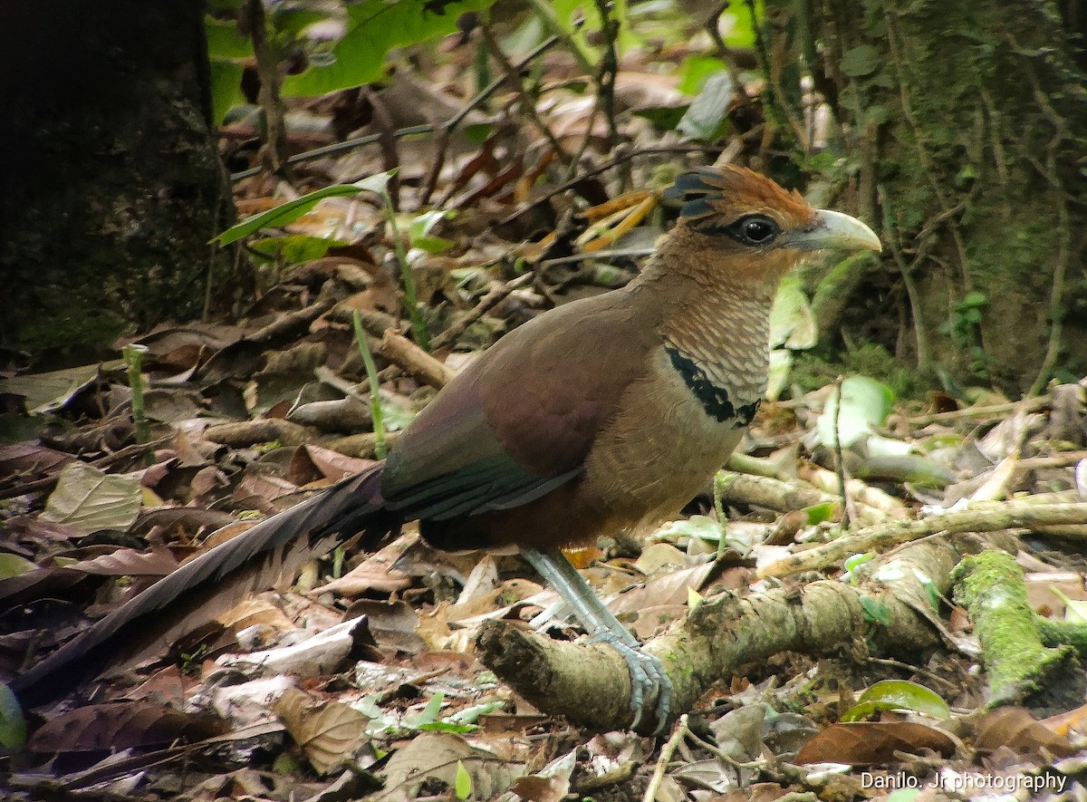 Rufous-vented Ground-Cuckoo - Jose Danilo rodriguez