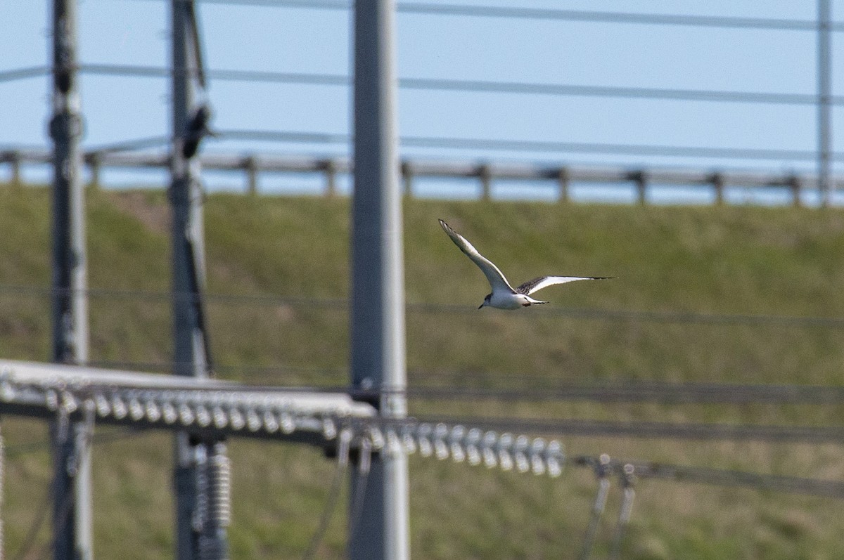 Sabine's Gull - Tim Lamey