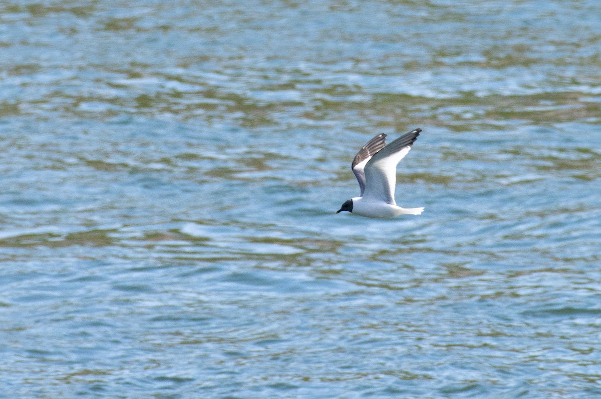 Sabine's Gull - Tim Lamey