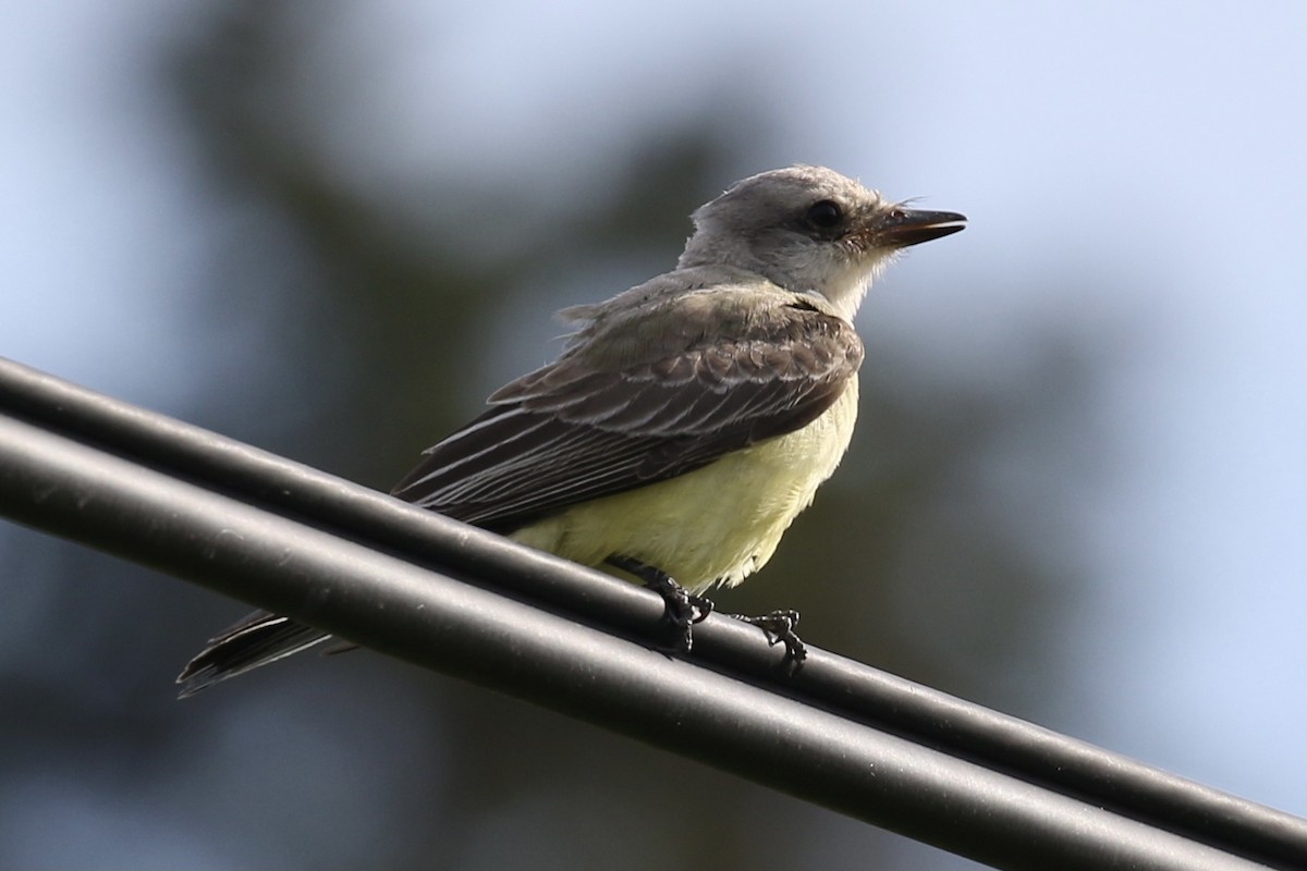 Western Kingbird - ML369600911