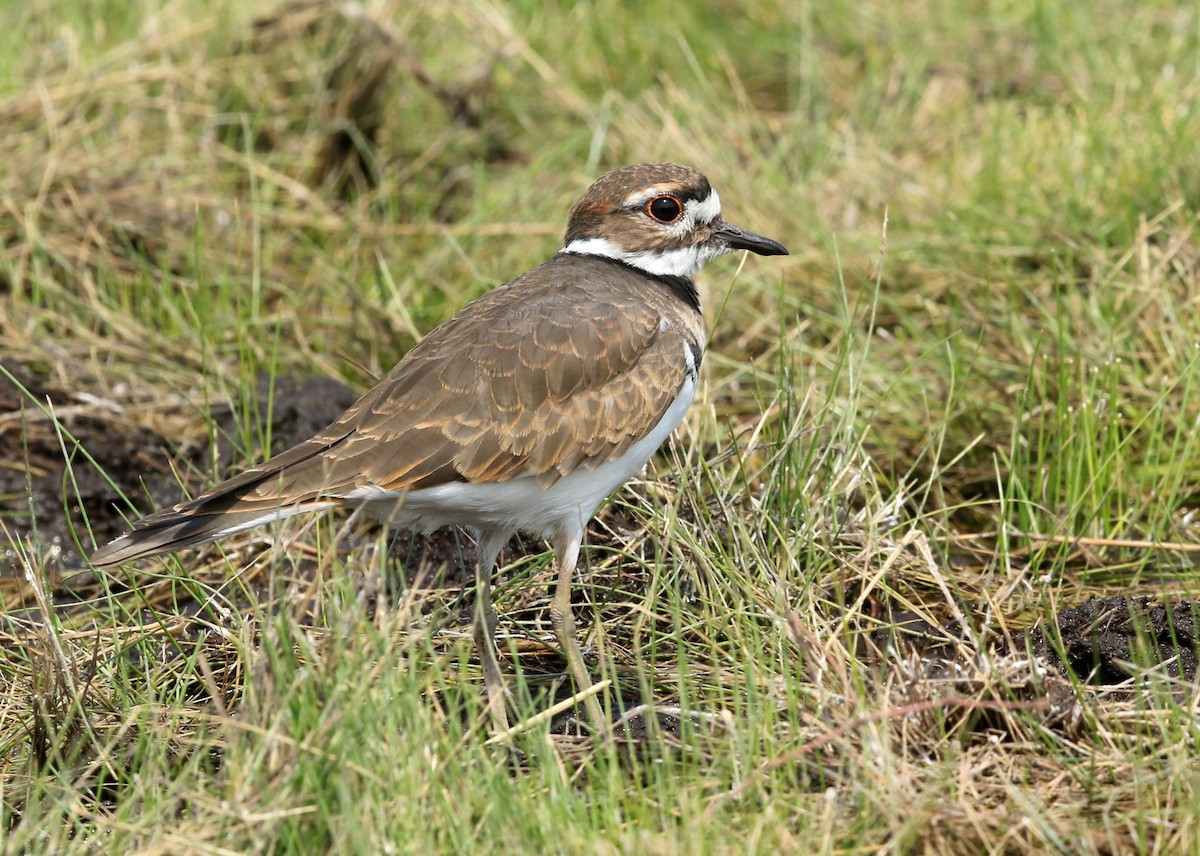 Killdeer - Steve Rottenborn