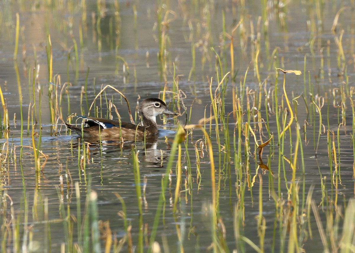 Wood Duck - ML369601281