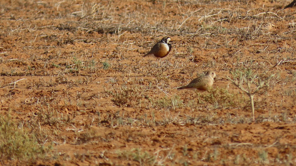 Inland Dotterel - Jo Culican