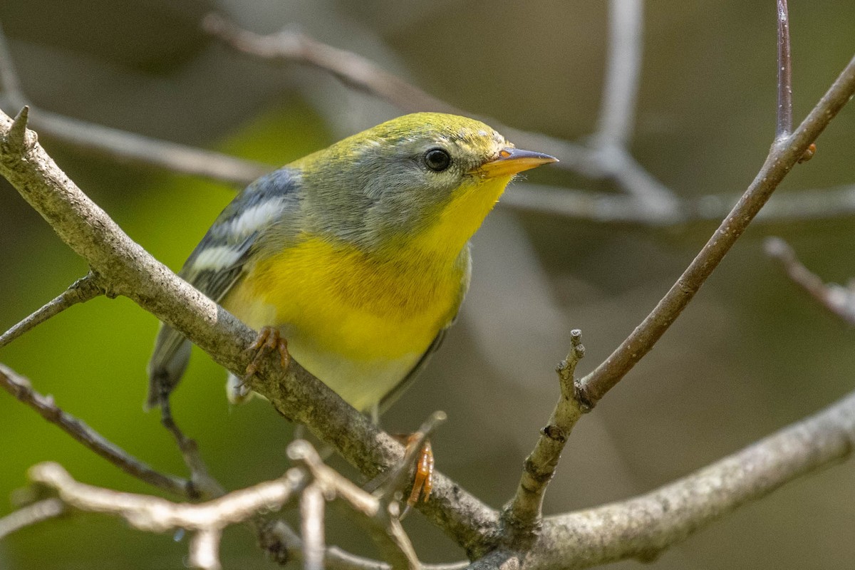 Northern Parula - County Lister Brendan