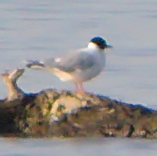 Little Gull - ML36960431