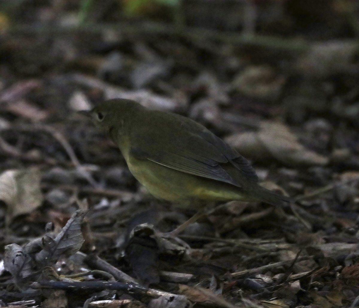 Connecticut Warbler - ML369605091