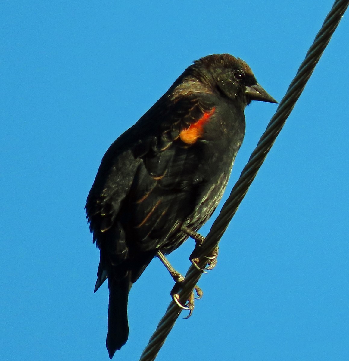 Red-winged Blackbird - ML369606001