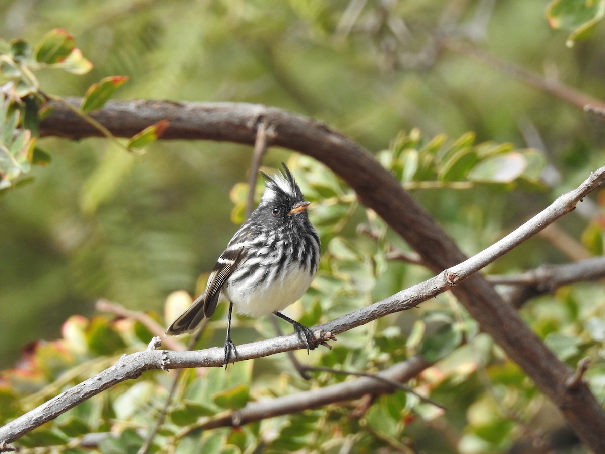 Pied-crested Tit-Tyrant - Mariamercedes Antezana Aponte