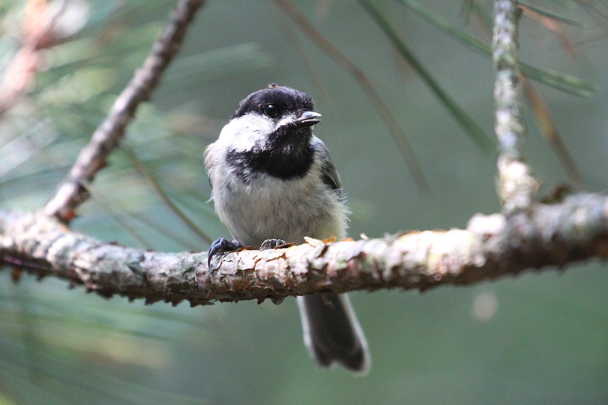 Black-capped Chickadee - ML369606791