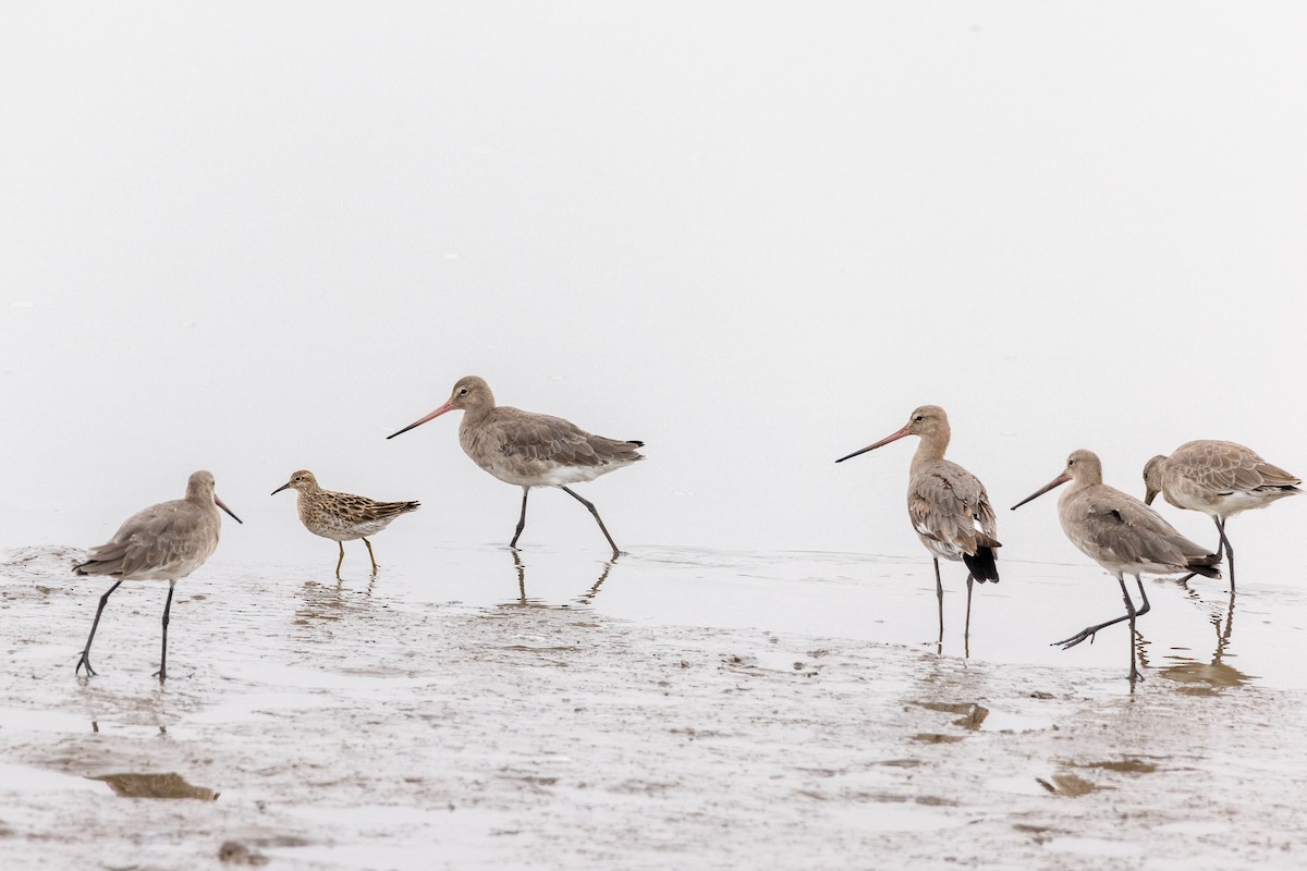 Sharp-tailed Sandpiper - ML369606921