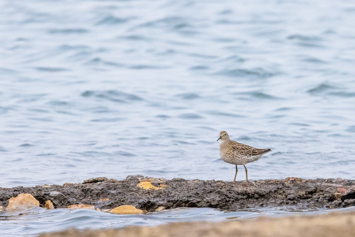 Sharp-tailed Sandpiper - ML369606931