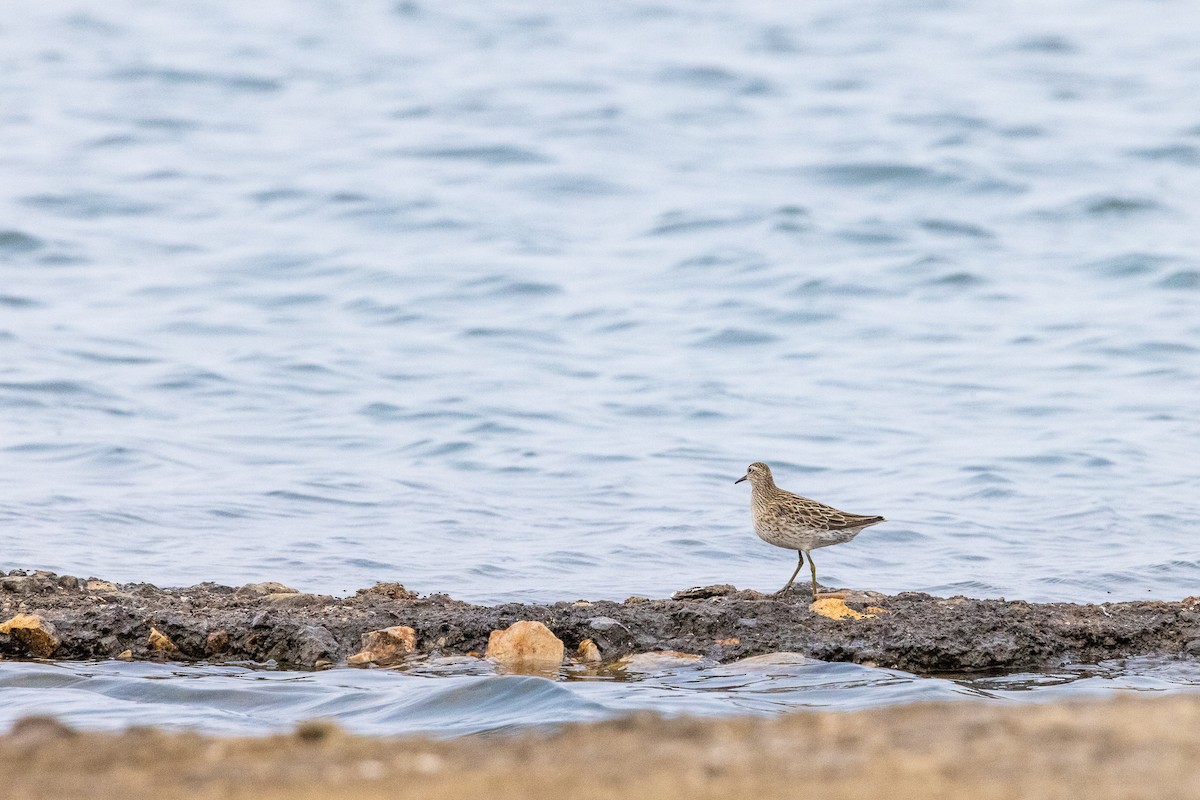 Sharp-tailed Sandpiper - ML369606961