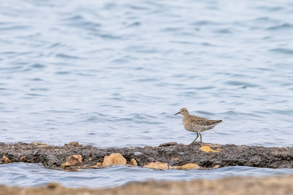 Sharp-tailed Sandpiper - ML369607031