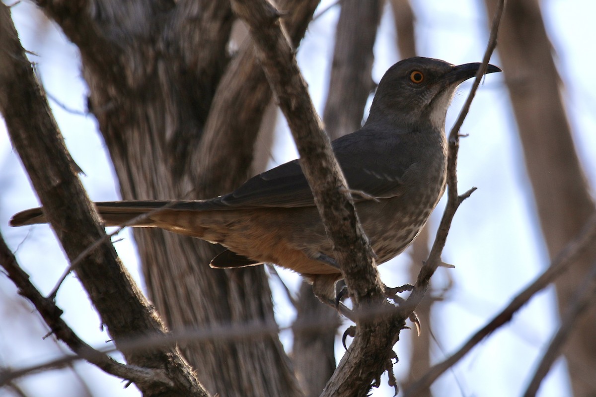 Curve-billed Thrasher - ML369612931