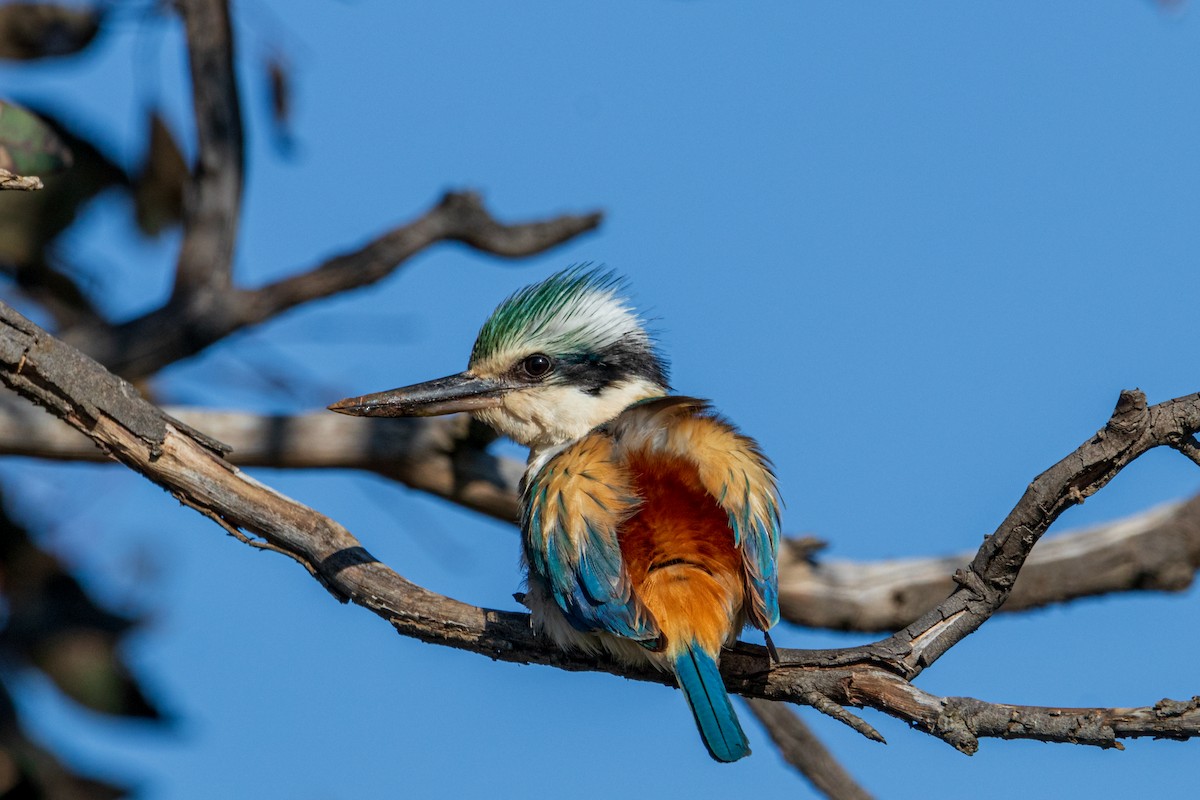 Red-backed Kingfisher - Michael F