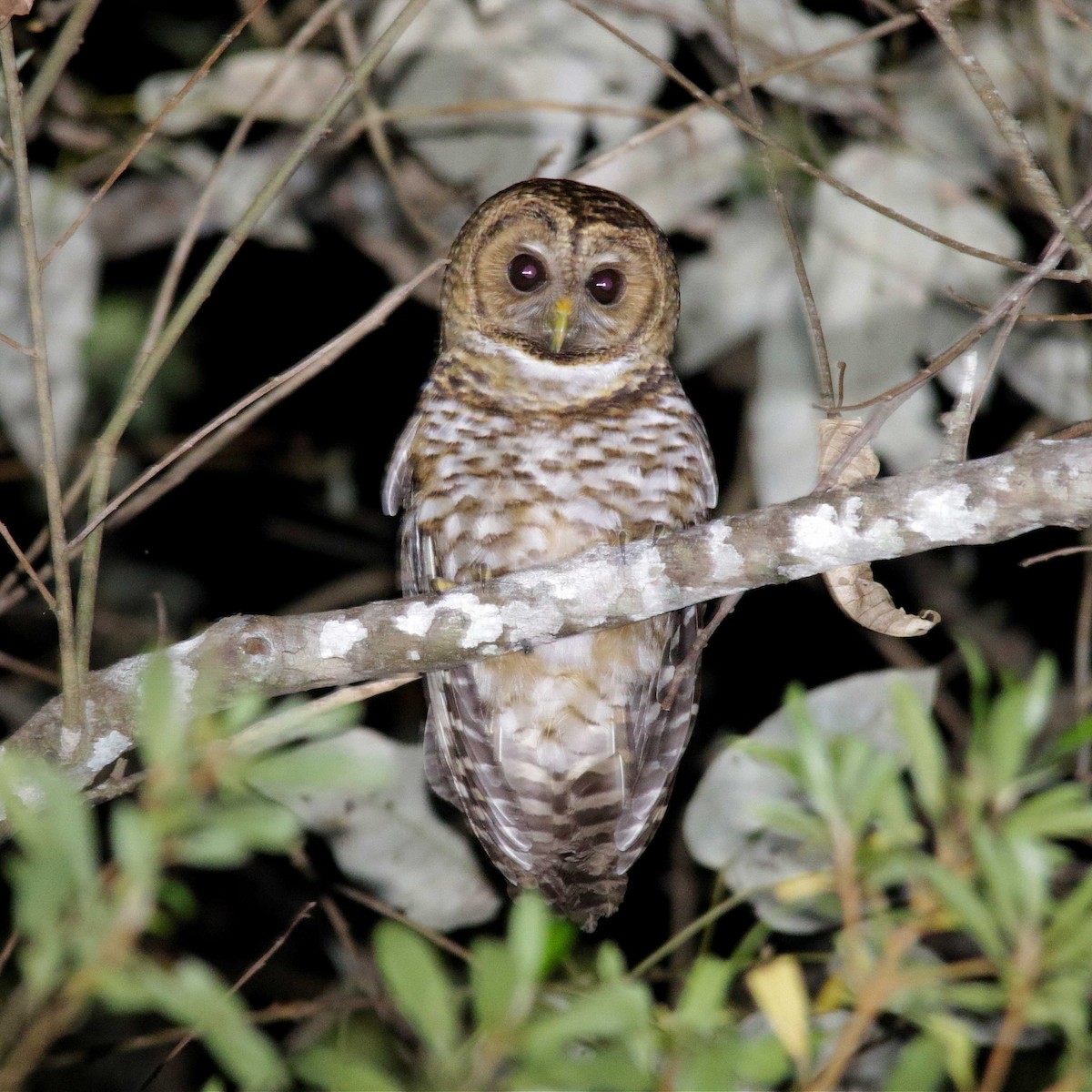 Rusty-barred Owl - ML369613281