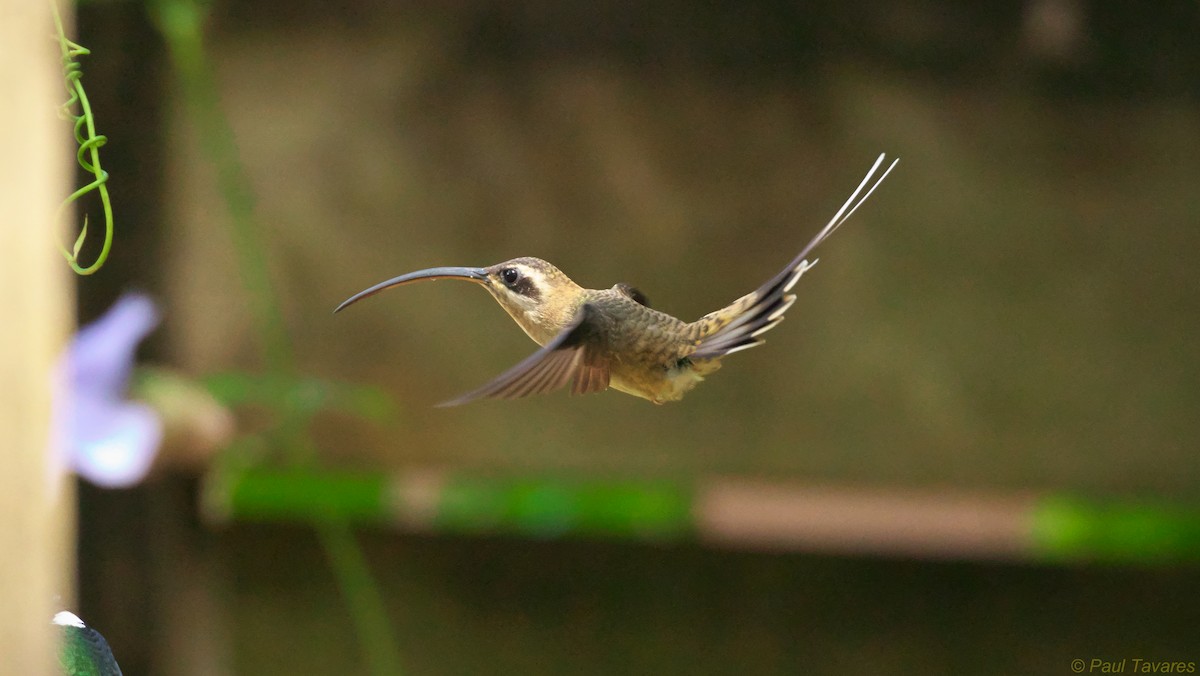 kolibřík tmavolící - ML36961381