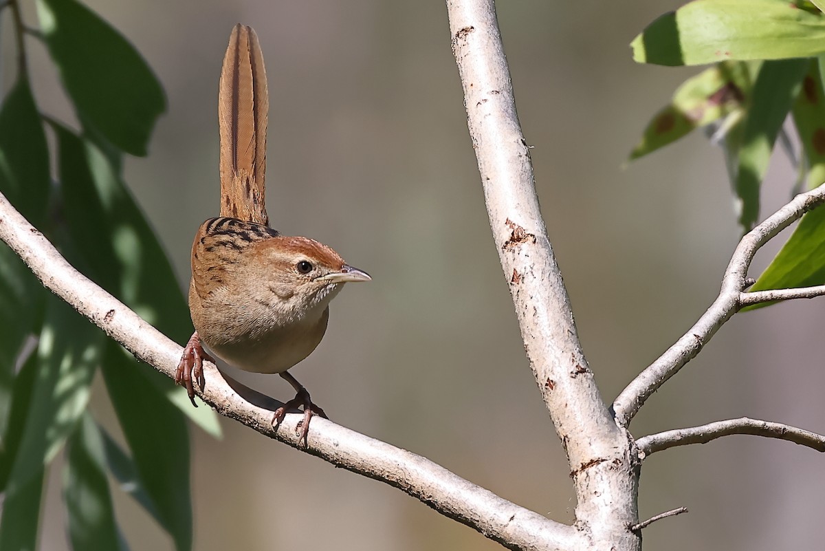 Tawny Grassbird - ML369614311