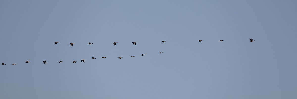 Canada Goose - Daniel Hinnebusch