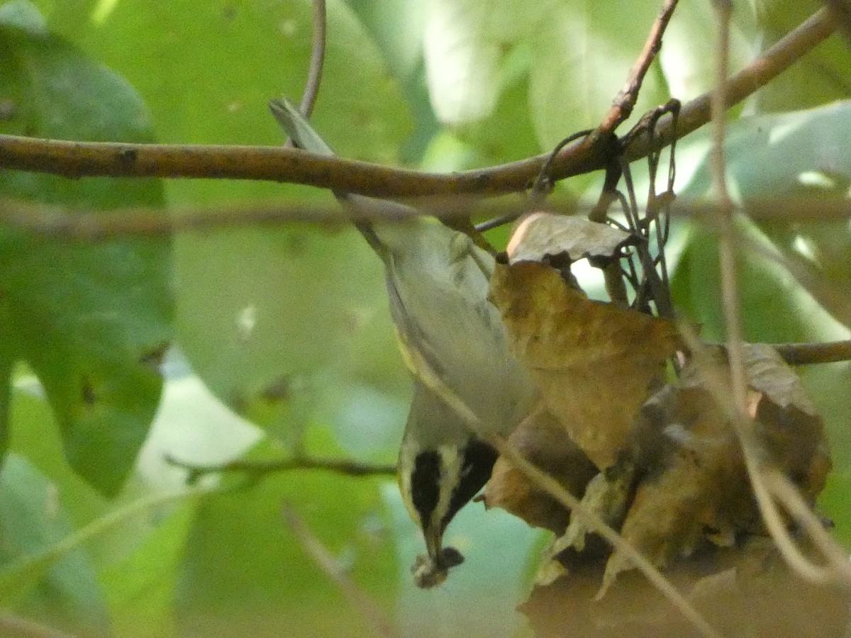 Golden-winged Warbler - ML369616161