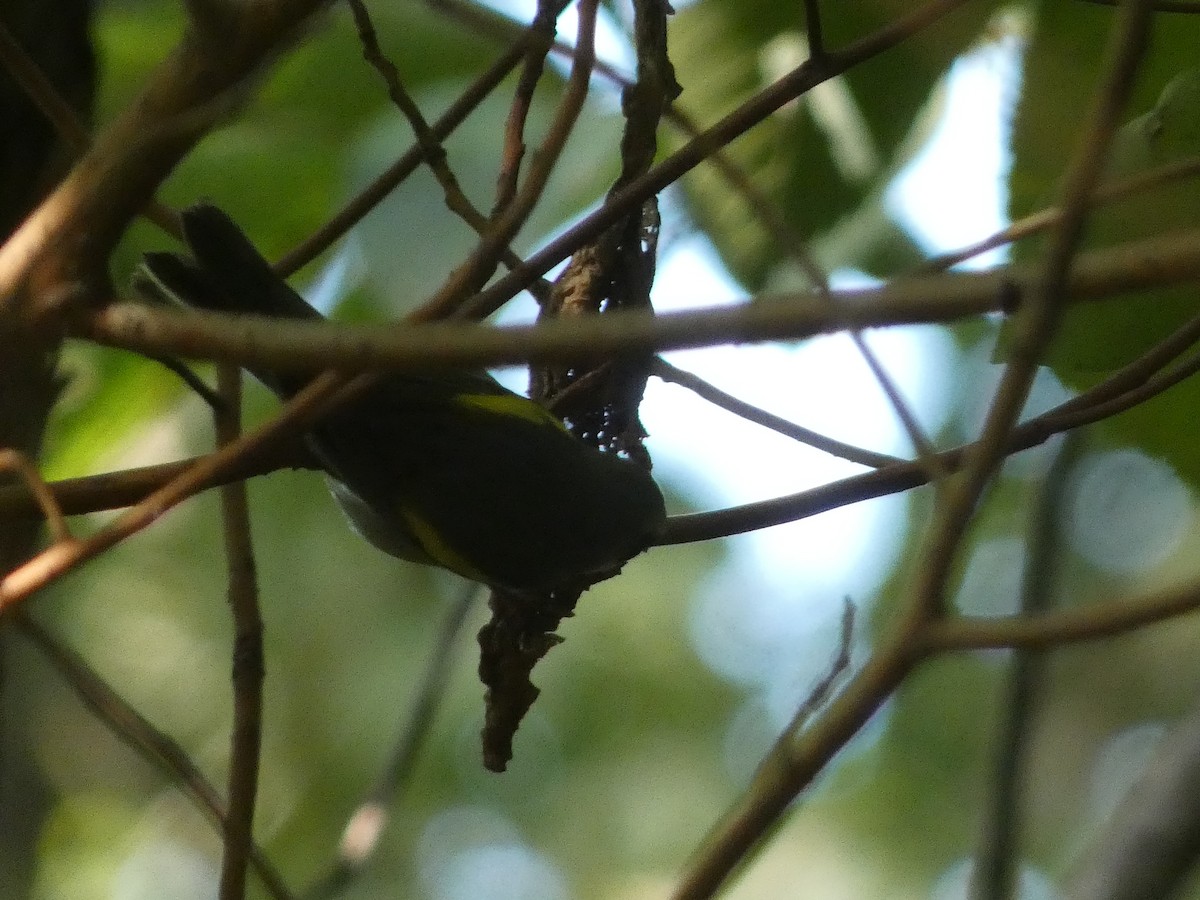 Golden-winged Warbler - ML369616171