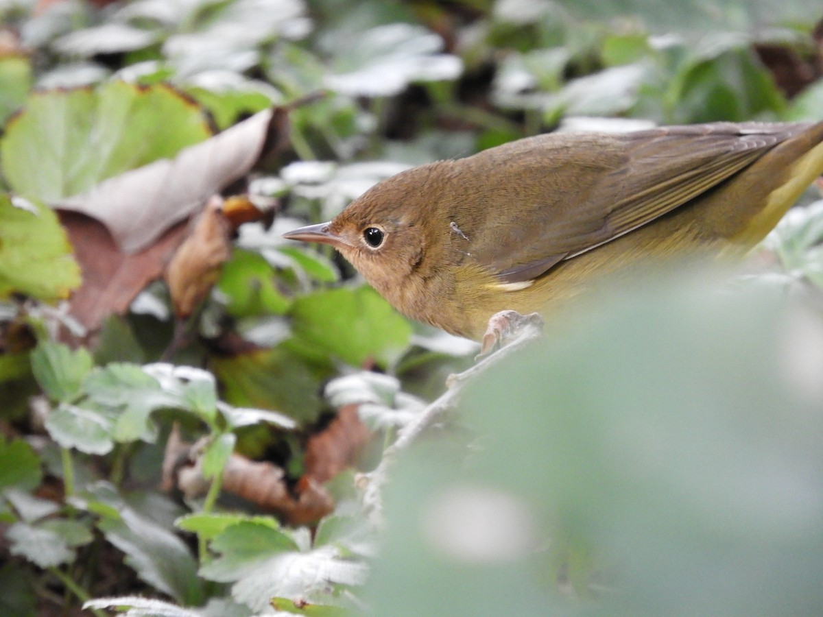 Connecticut Warbler - ML369616641