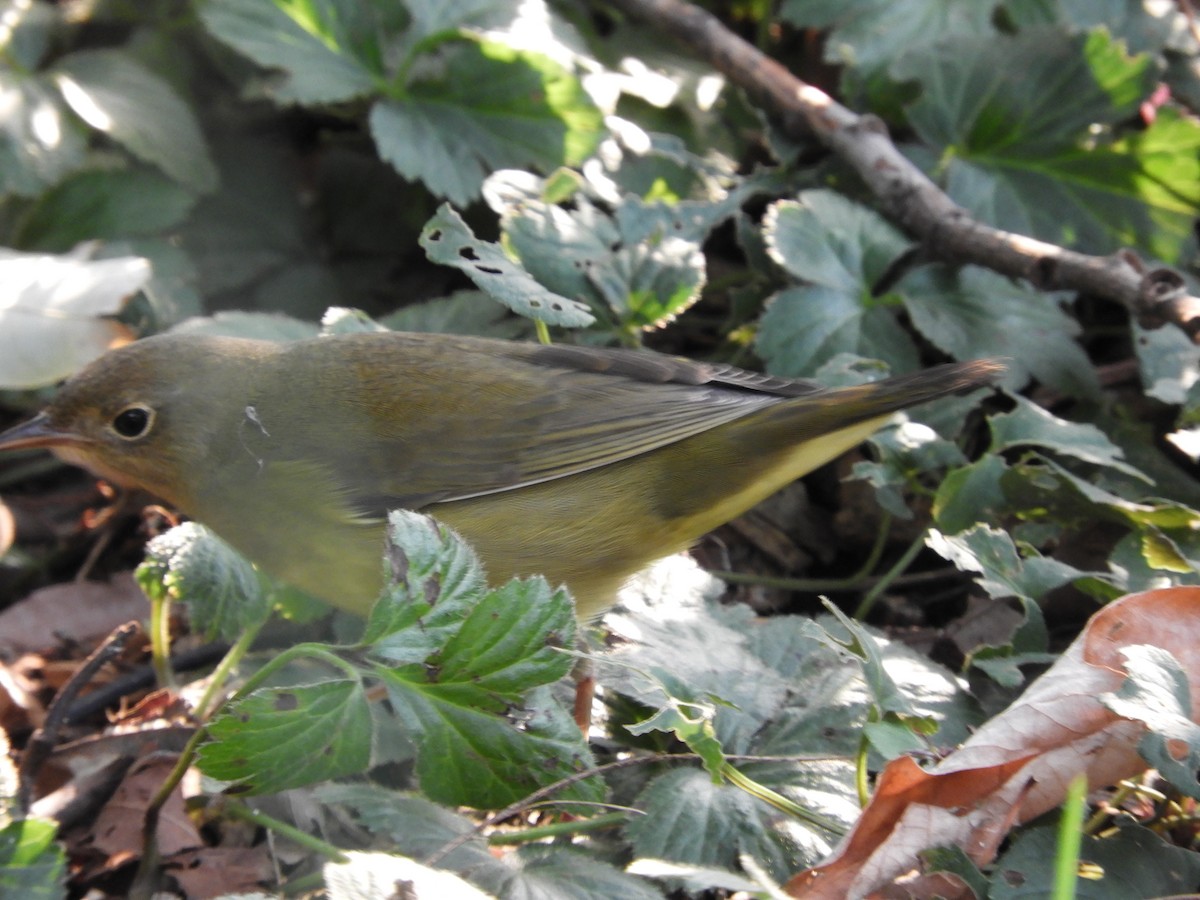 Connecticut Warbler - ML369616671