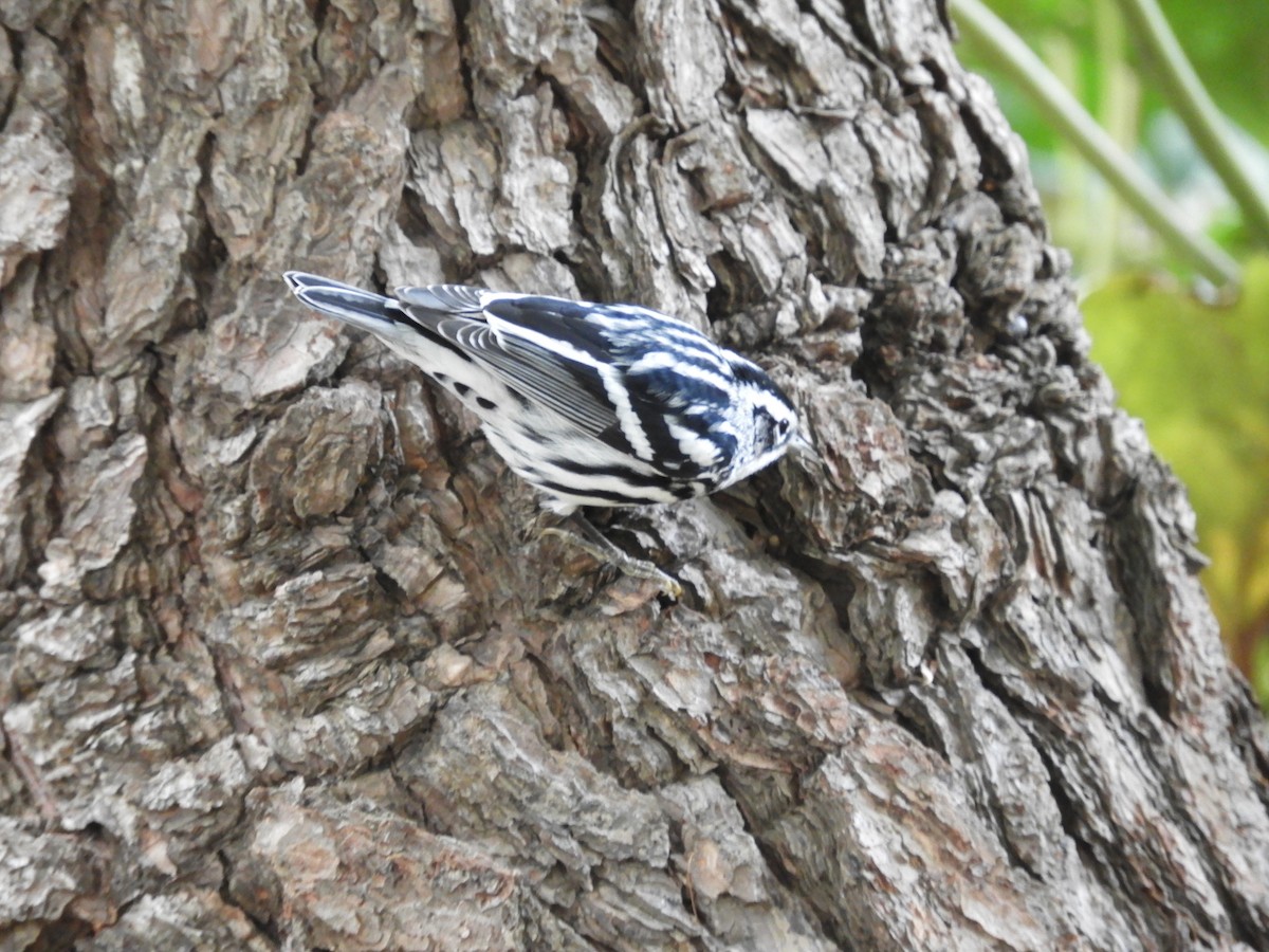 Black-and-white Warbler - ML369616711