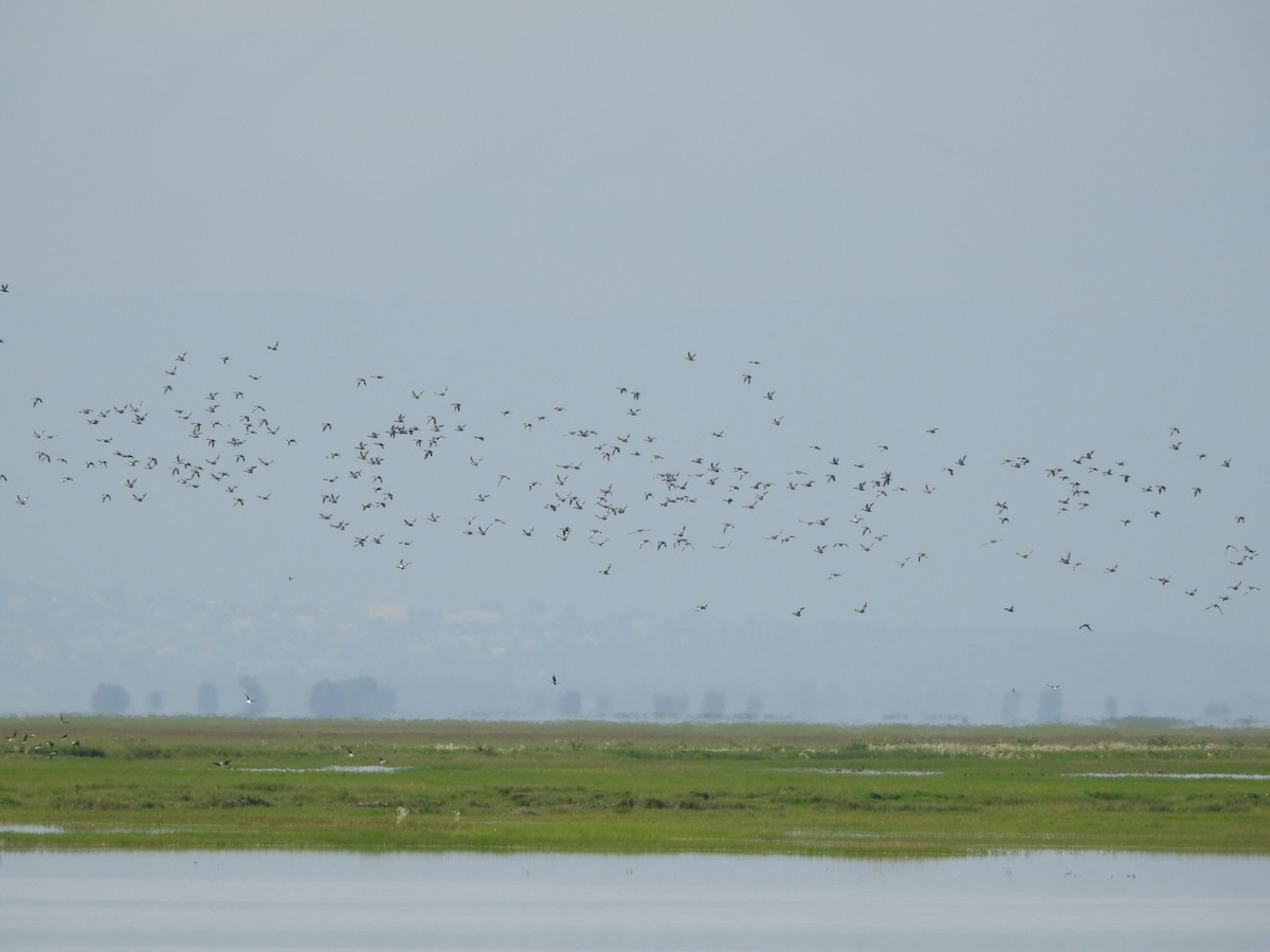 Black-necked Stilt - ML369616841