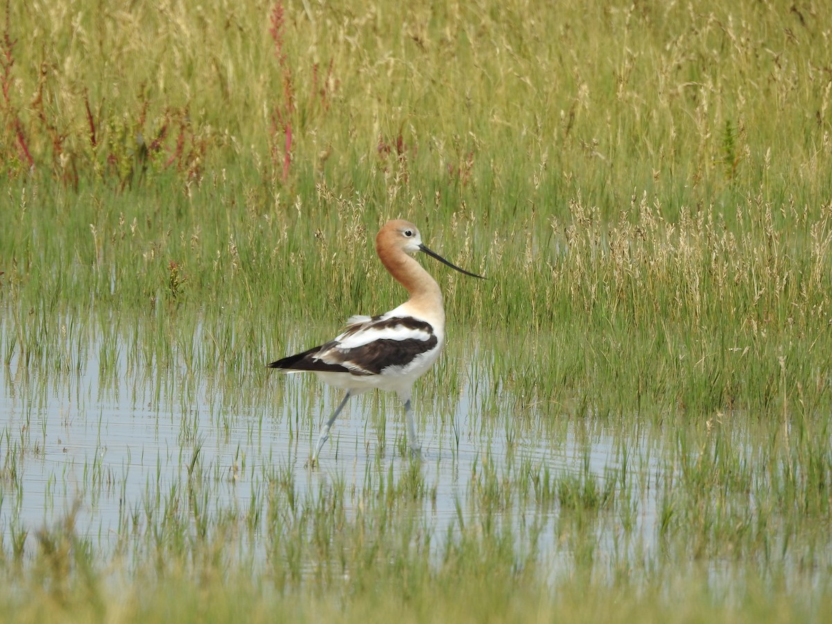 American Avocet - ML369617201