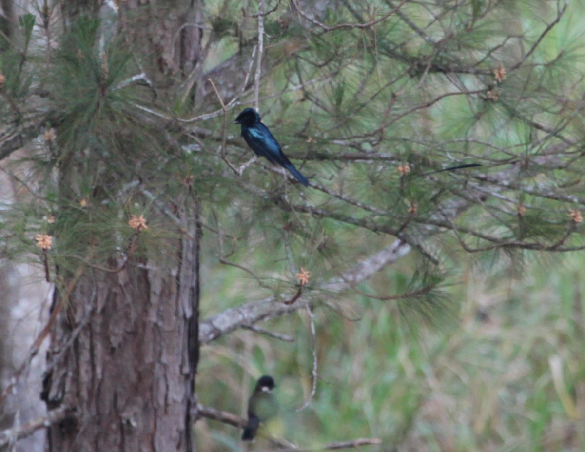 Lesser Racket-tailed Drongo - ML36961761