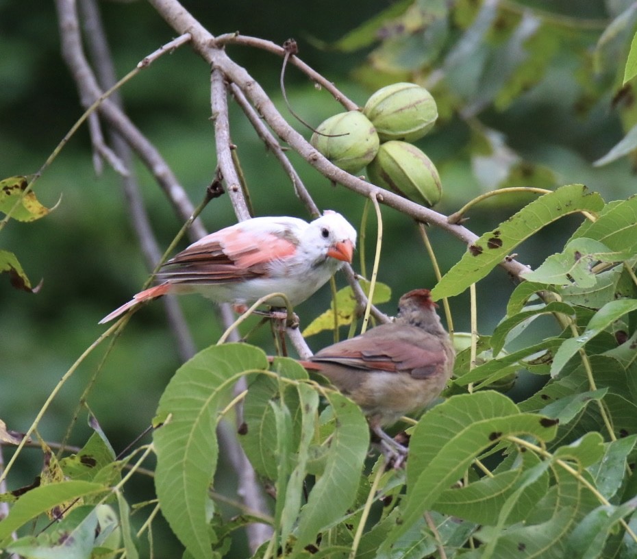 Northern Cardinal - ML369618491