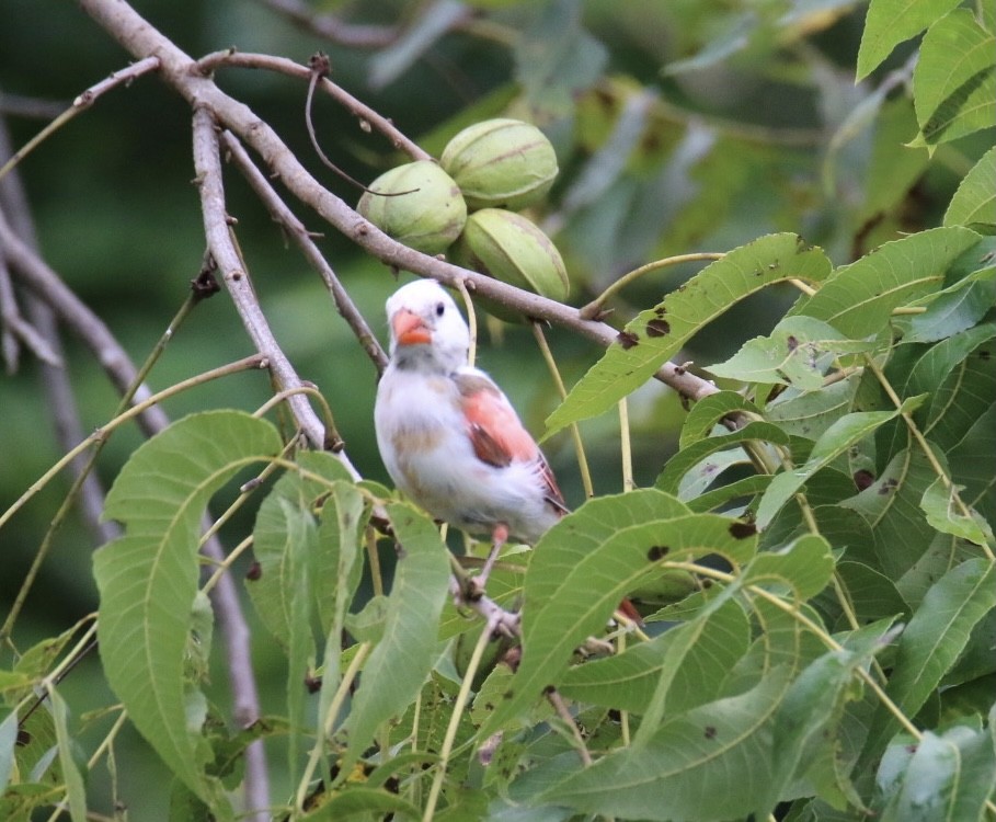 Northern Cardinal - ML369618521