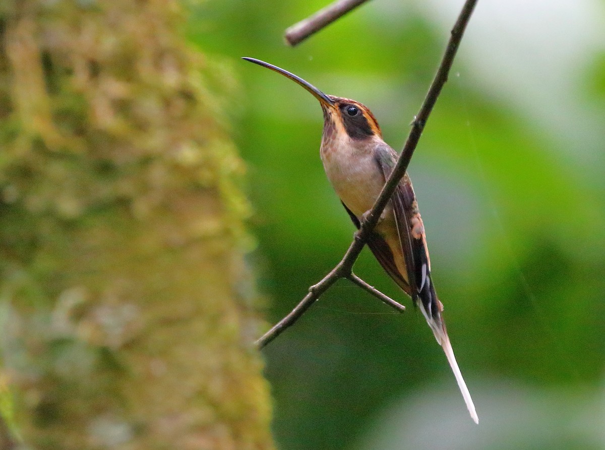 Scale-throated Hermit - ML369620711