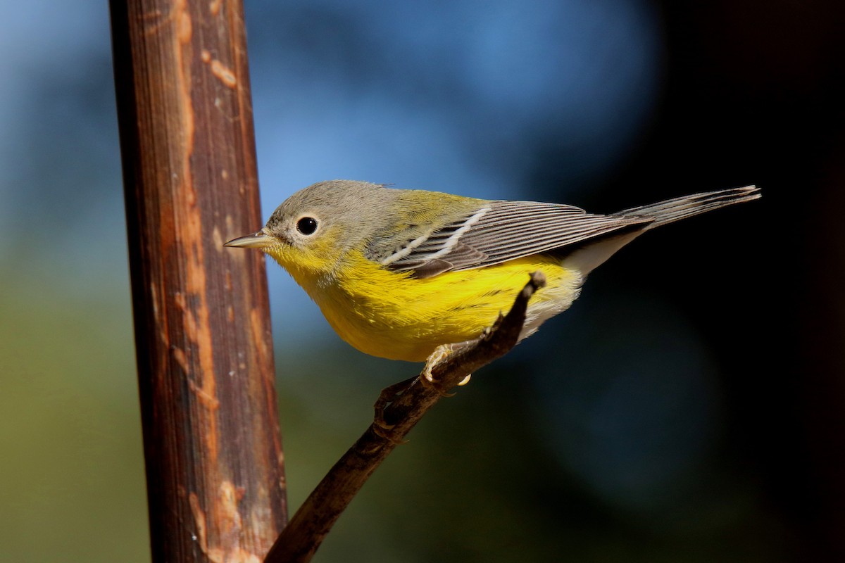 Magnolia Warbler - Tony Battiste