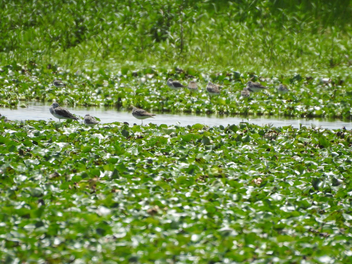 ub. vader (Charadriiformes sp.) - ML369622851