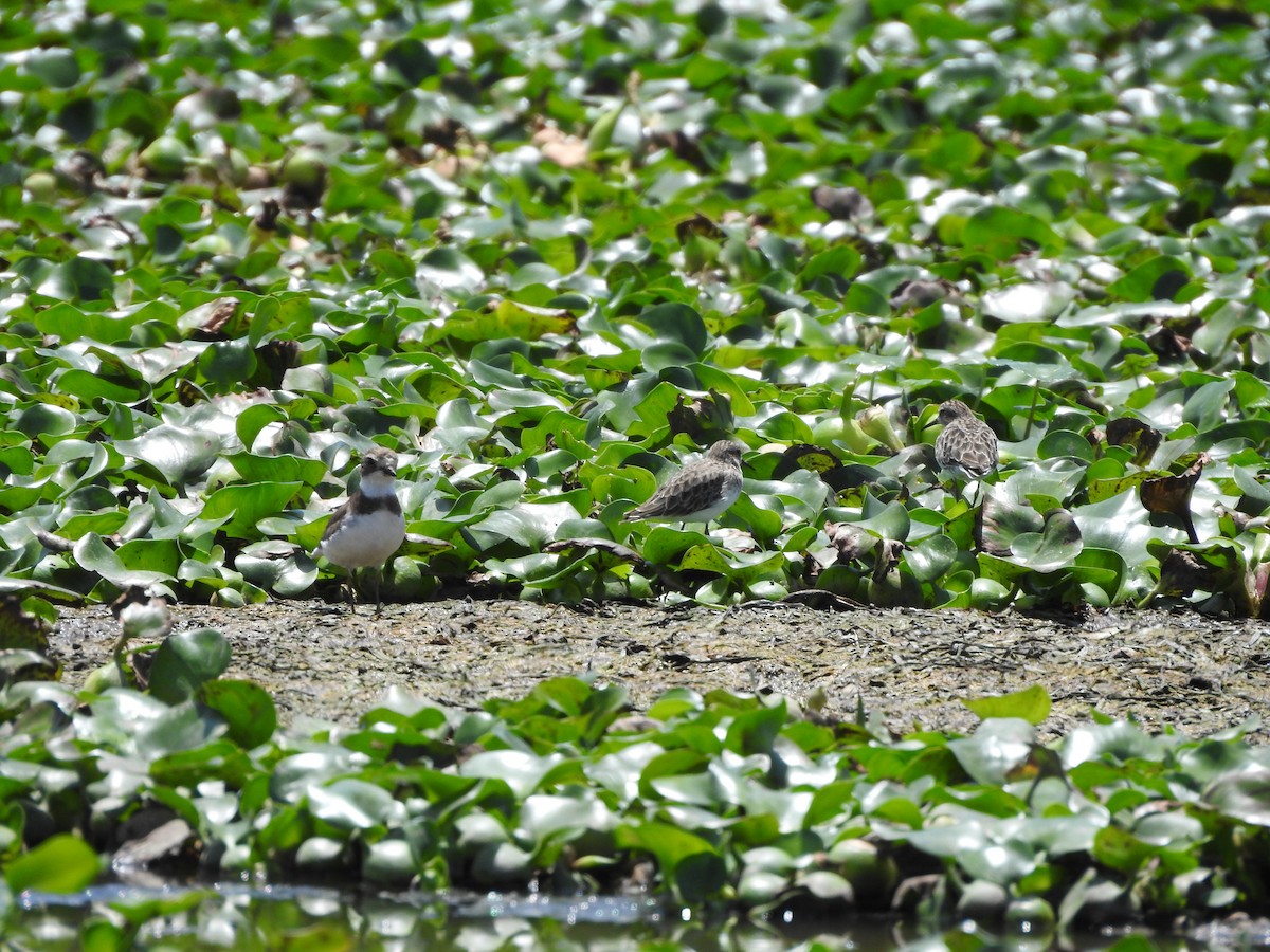 Semipalmated Plover - ML369623251