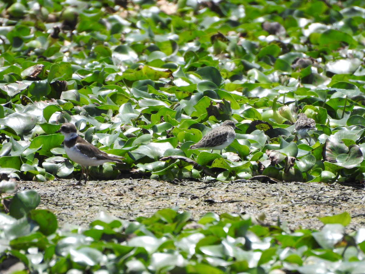 Semipalmated Plover - ML369623421