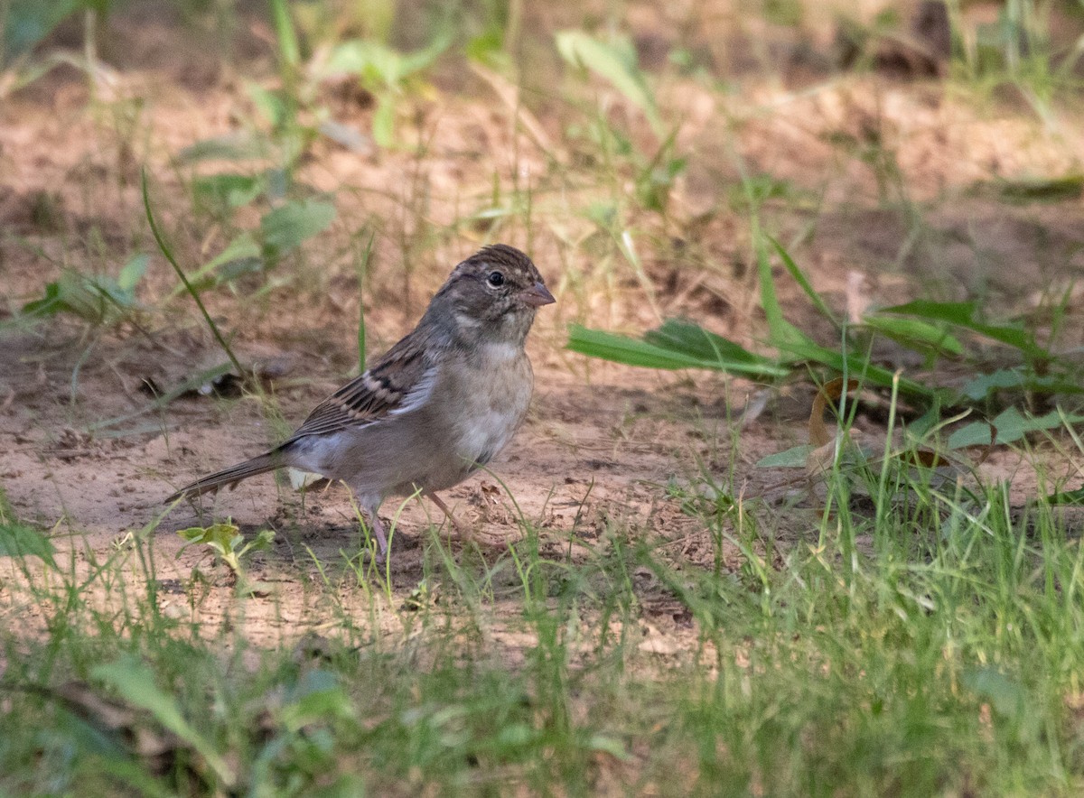 Chipping Sparrow - ML369623841