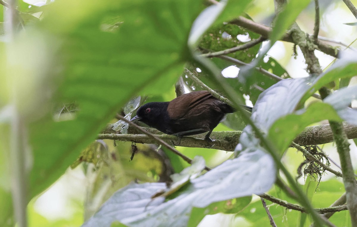 vestgloøye (castanoptera) - ML369623921